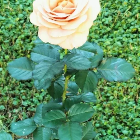 Apartment Bilocale Le Rose *